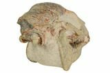Fossil Horse (Mesohippus) Skull - South Dakota #192034-7